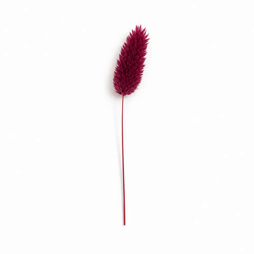 Phalaris bordeaux